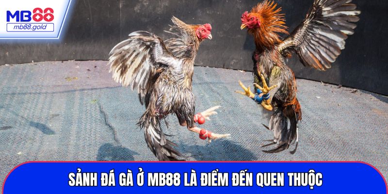 Sảnh đá gà ở MB88 là điểm đến quen thuộc