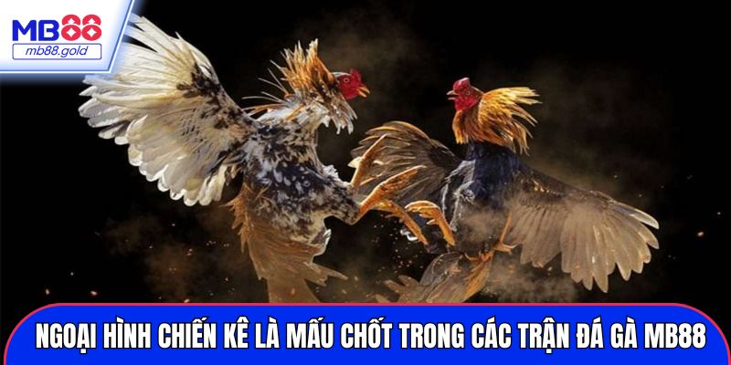 Ngoại hình chiến kê là mấu chốt trong các trận đá gà MB88