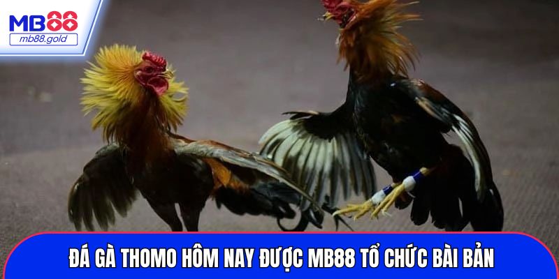 Đá gà thomo hôm nay được MB88 tổ chức bài bản