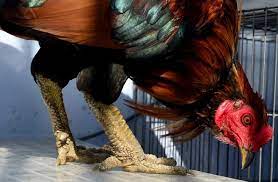 vảy gà quý và cách phân biệt